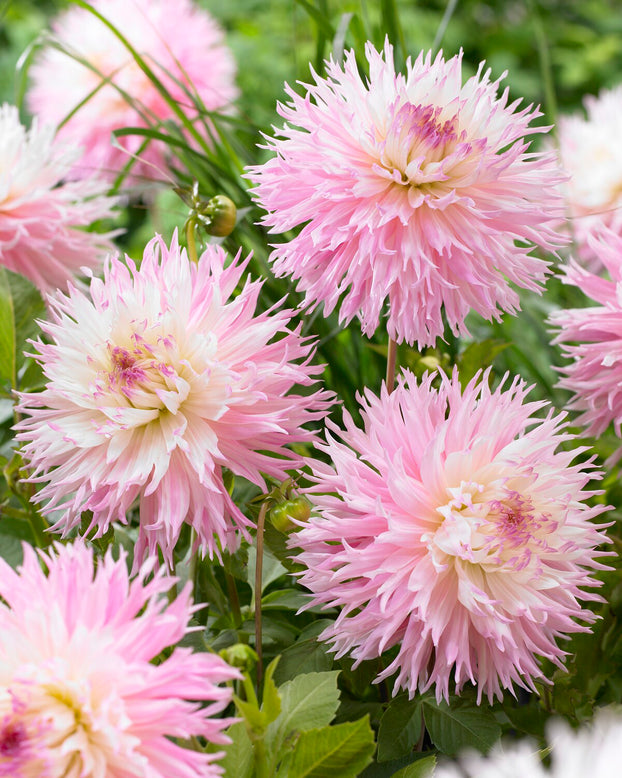 Dahlia 'Nadia Ruth'