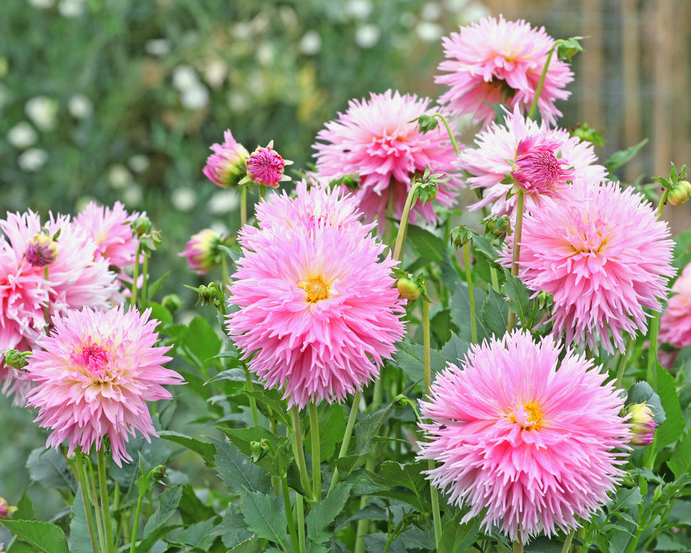 Dahlia 'Nadia Ruth'