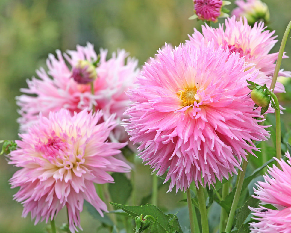 Dahlia 'Nadia Ruth'