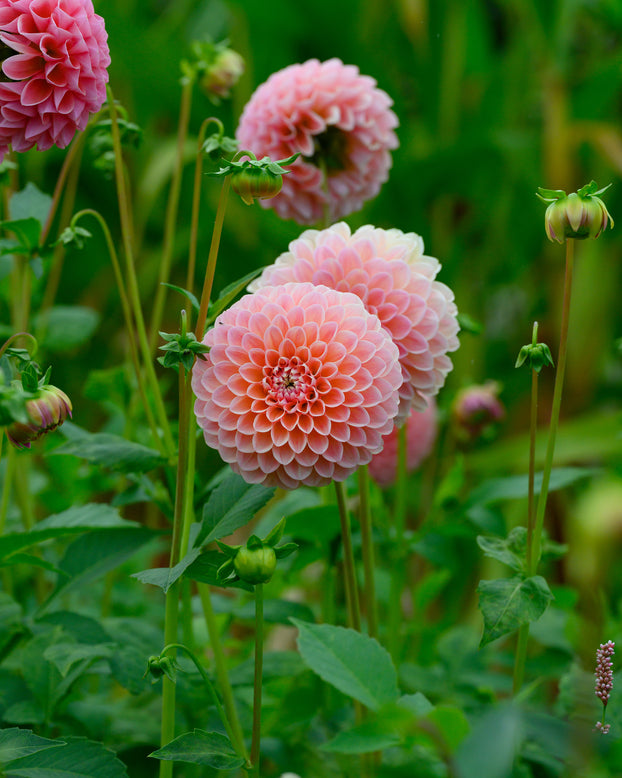 Dahlia 'Natalie G'