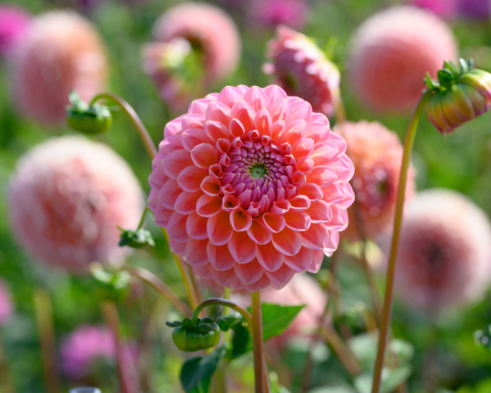 Dahlia 'Natalie G'