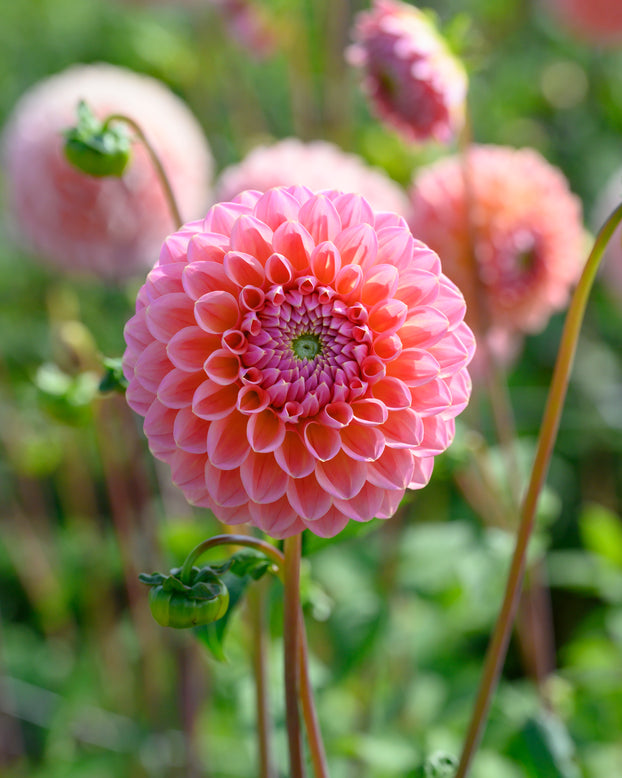 Dahlia 'Natalie G'
