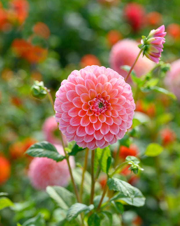 Dahlia 'Natalie G'