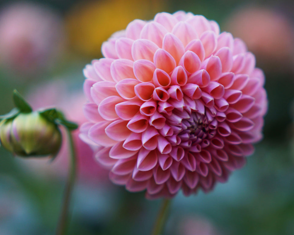 Dahlia 'Natalie G'