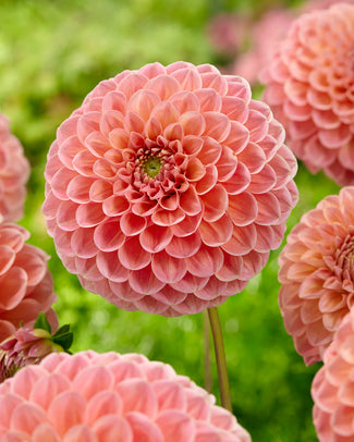 Dahlia 'Natalie G'