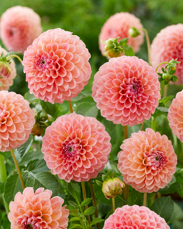 Dahlia 'Natalie G'