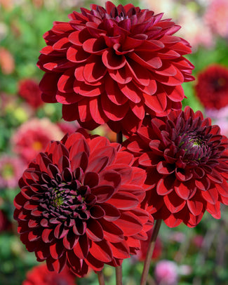 Dahlia 'Night Queen'