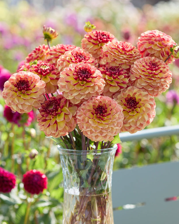 Dahlia 'Nightlife Coverband'