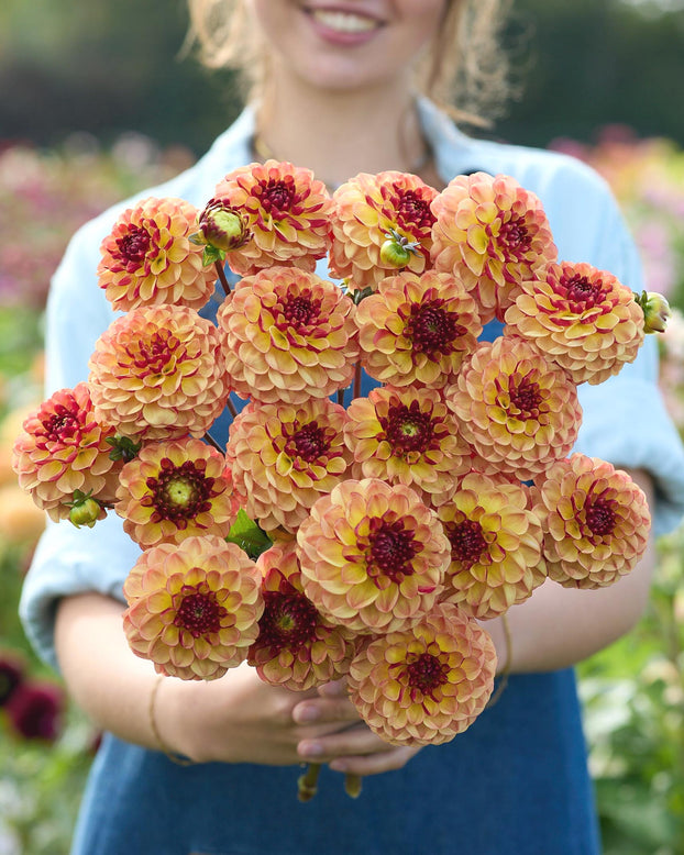 Dahlia 'Nightlife Coverband'
