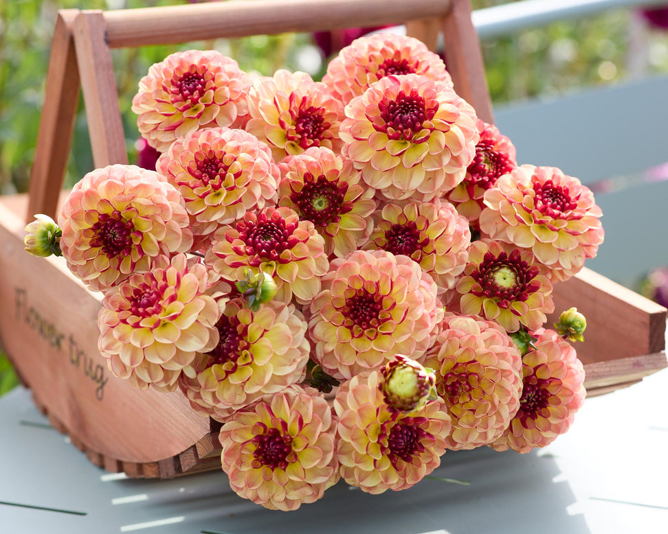 Dahlia 'Nightlife Coverband'