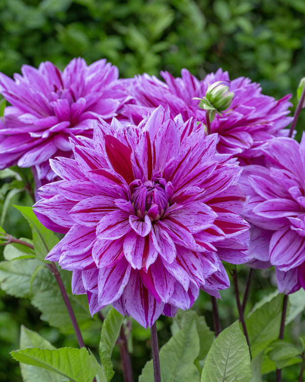Dahlia 'Nikola Tesla'