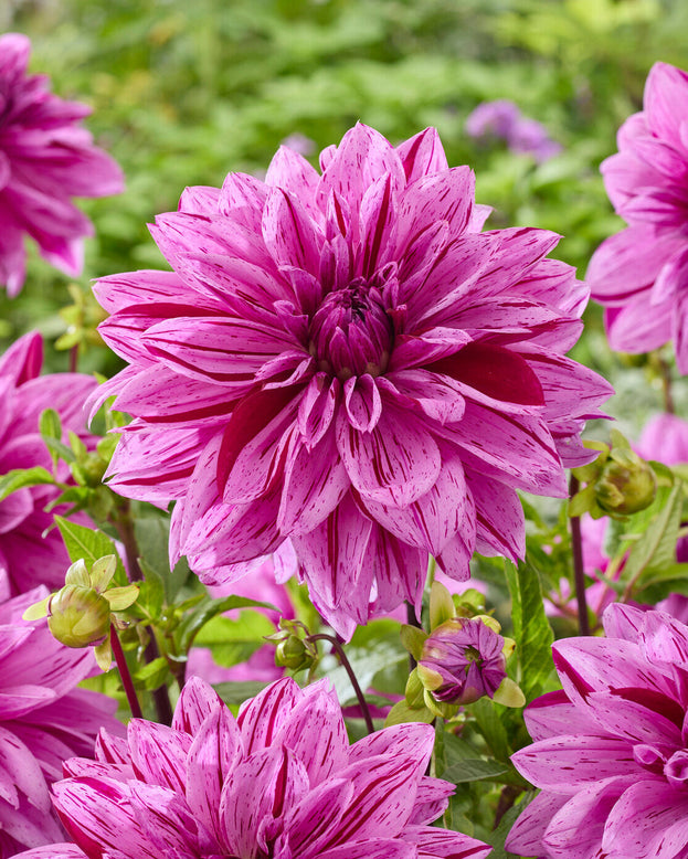 Close-up of a vibrant purple dahlia flower with green leaves in the background