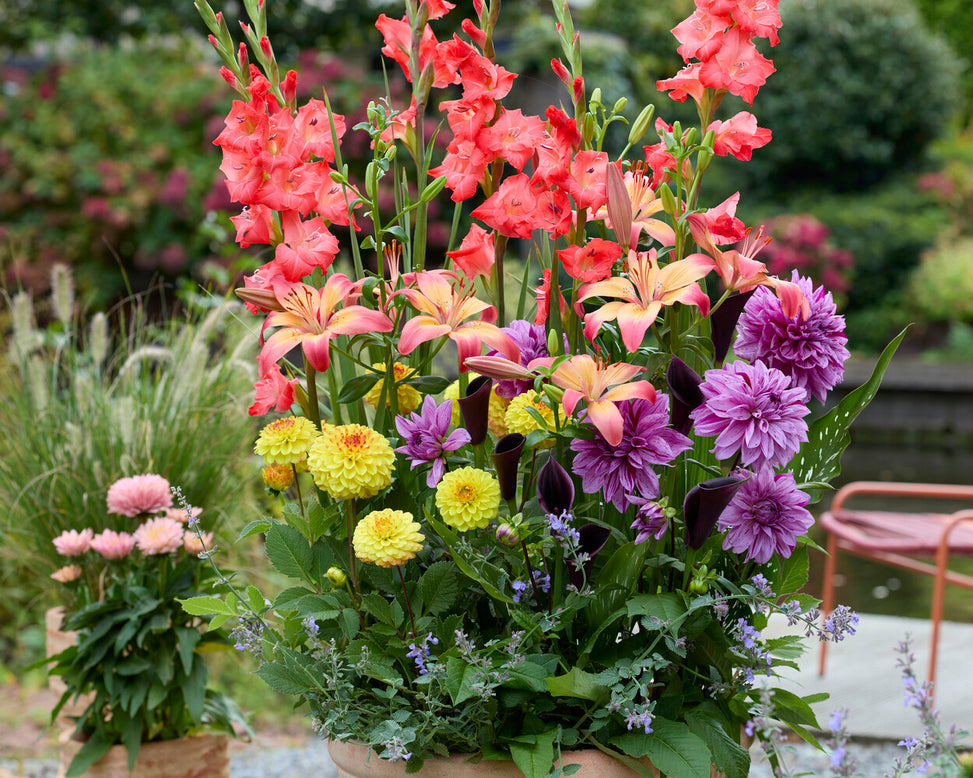 Dahlia 'Nikola Tesla'