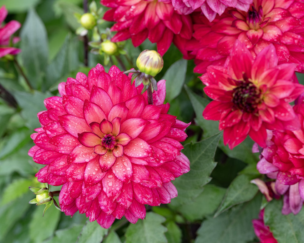 Dahlia 'Ocean of Love'