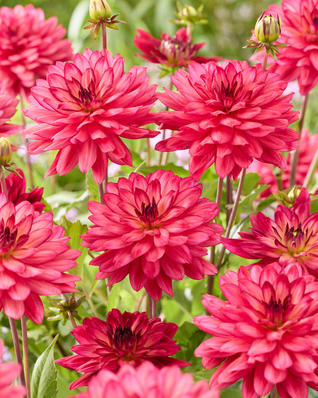 Dahlia 'Ocean of Love'