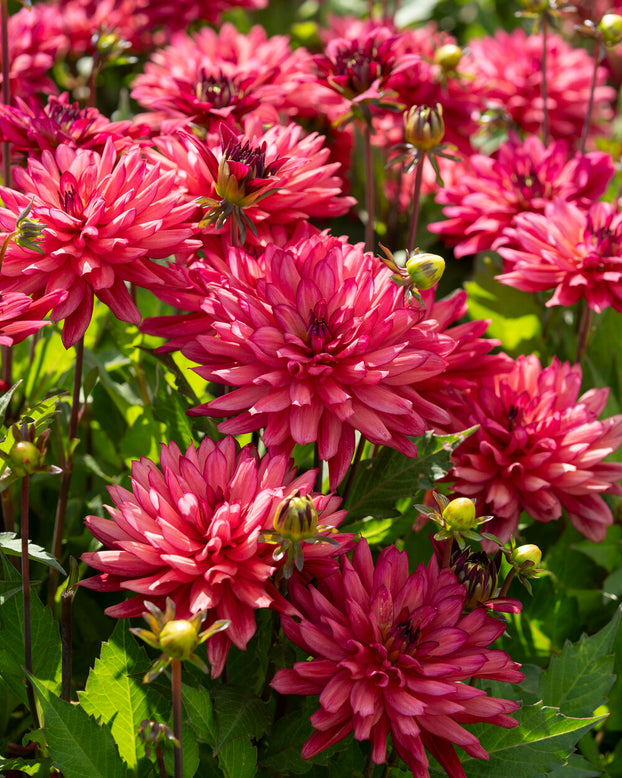 Dahlia 'Ocean of Love'