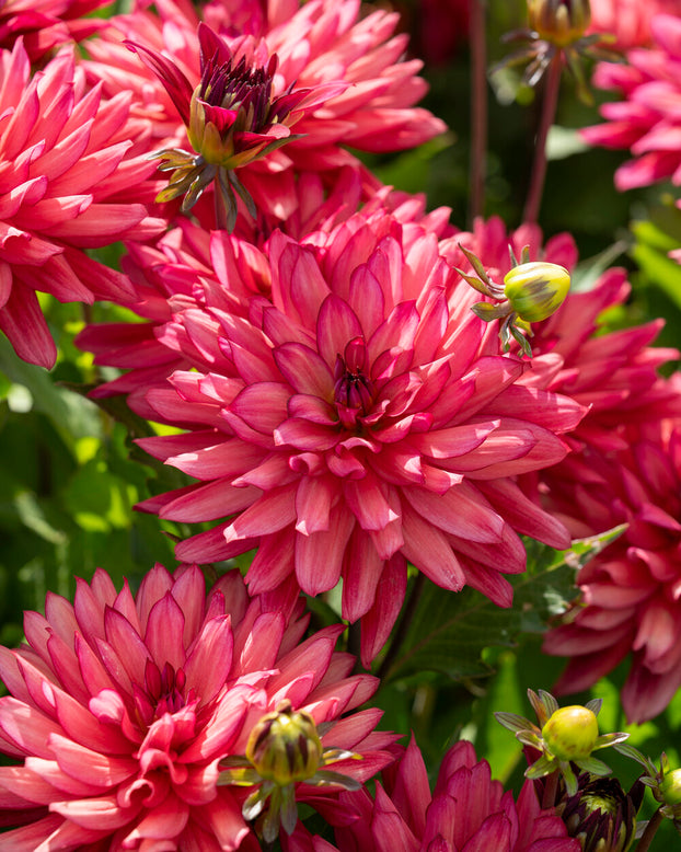 Dahlia 'Ocean of Love'