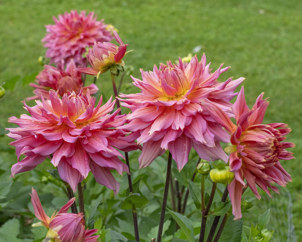 Dahlia 'Omega'
