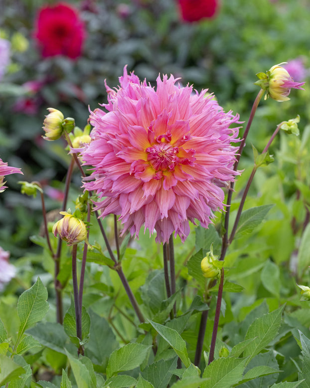 Dahlia 'Omega'