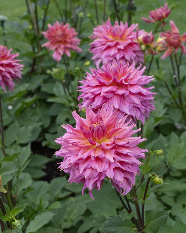 Dahlia 'Omega'