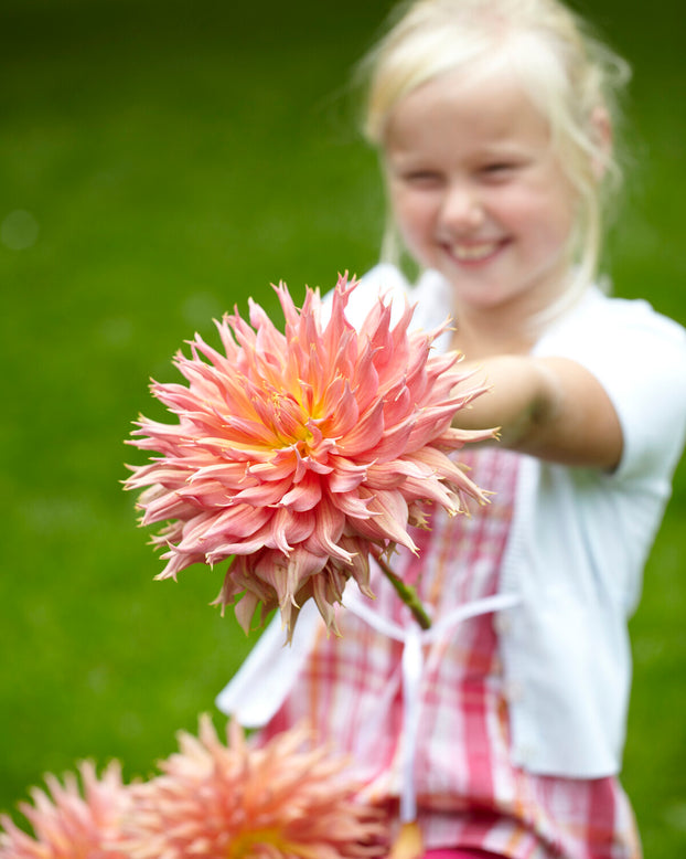 Dahlia 'Omega'