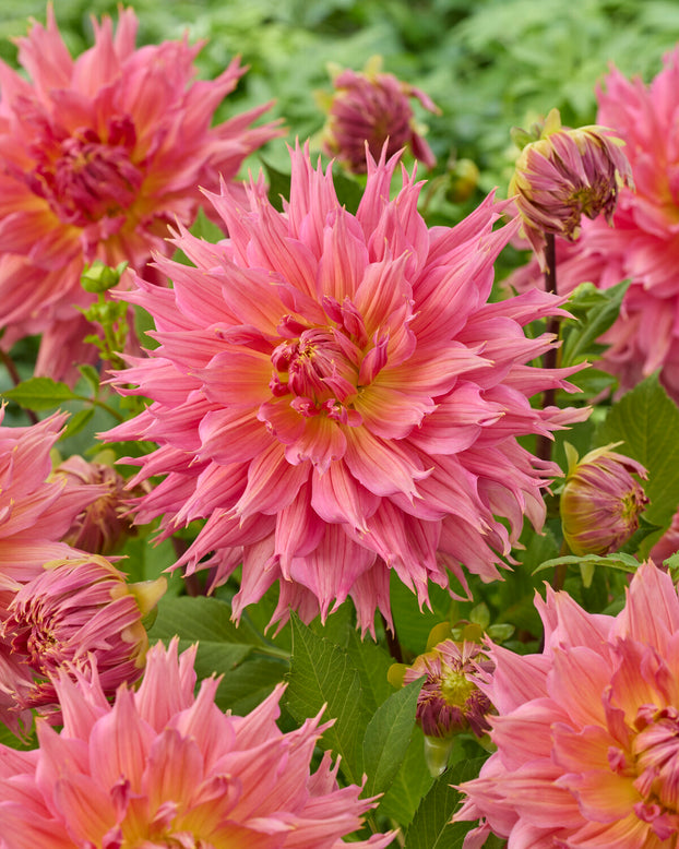 Dahlia 'Omega'