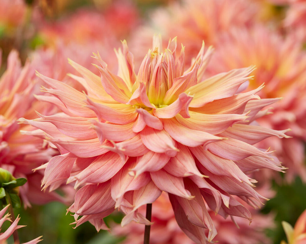 Dahlia 'Omega'