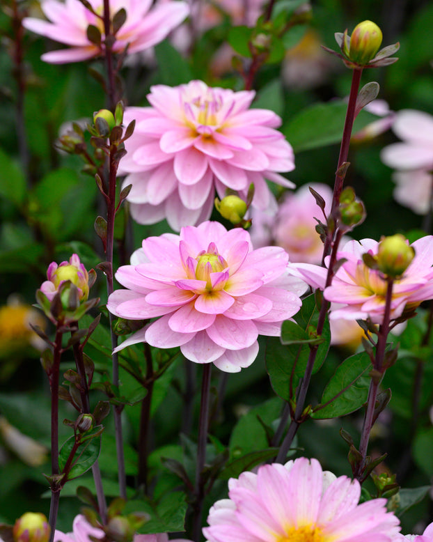 Dahlia 'Pacific Jewel'