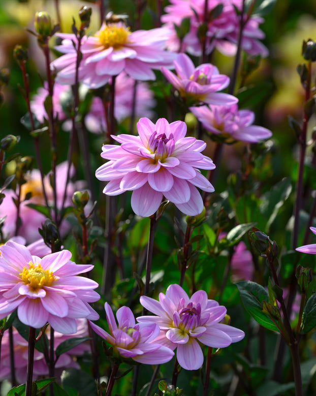 Dahlia 'Pacific Jewel'