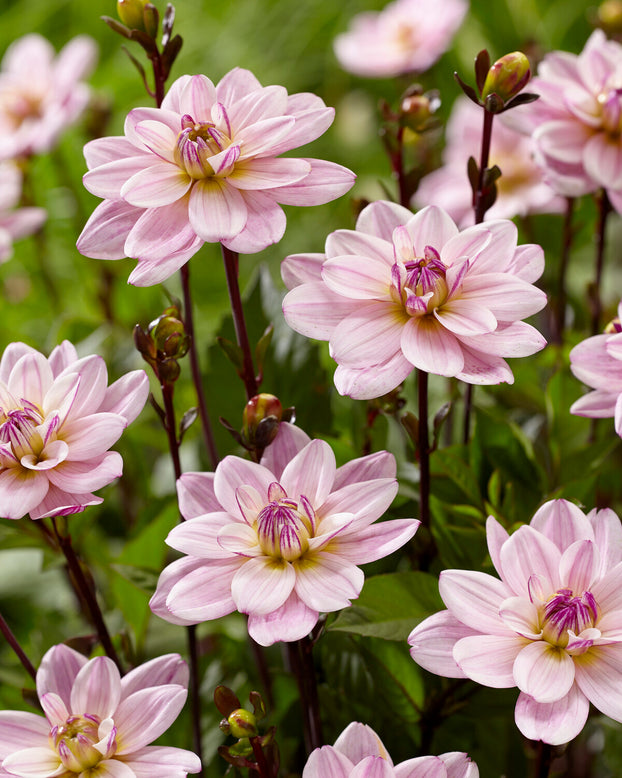 Dahlia 'Pacific Jewel'