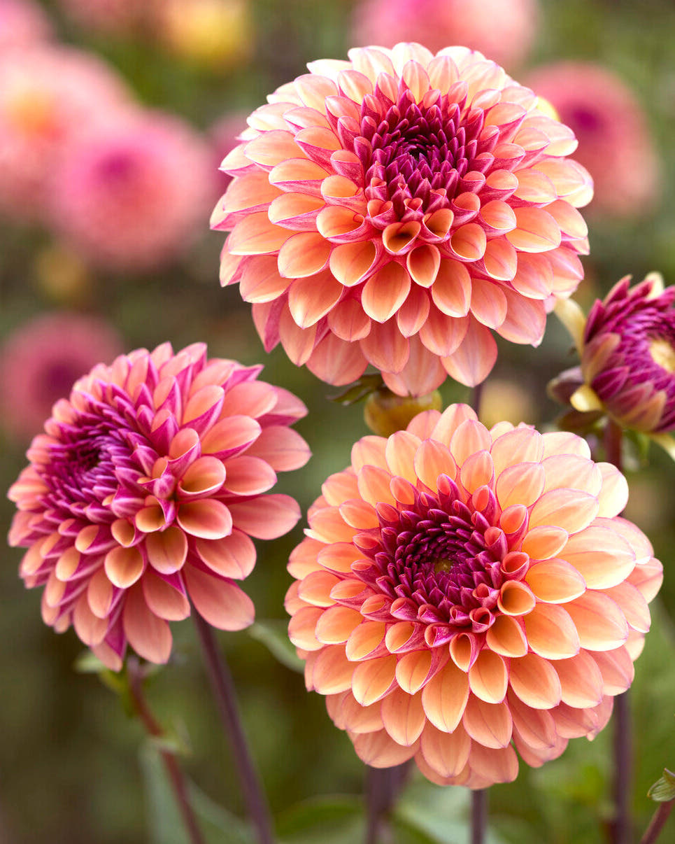 Dahlia 'Palmares'