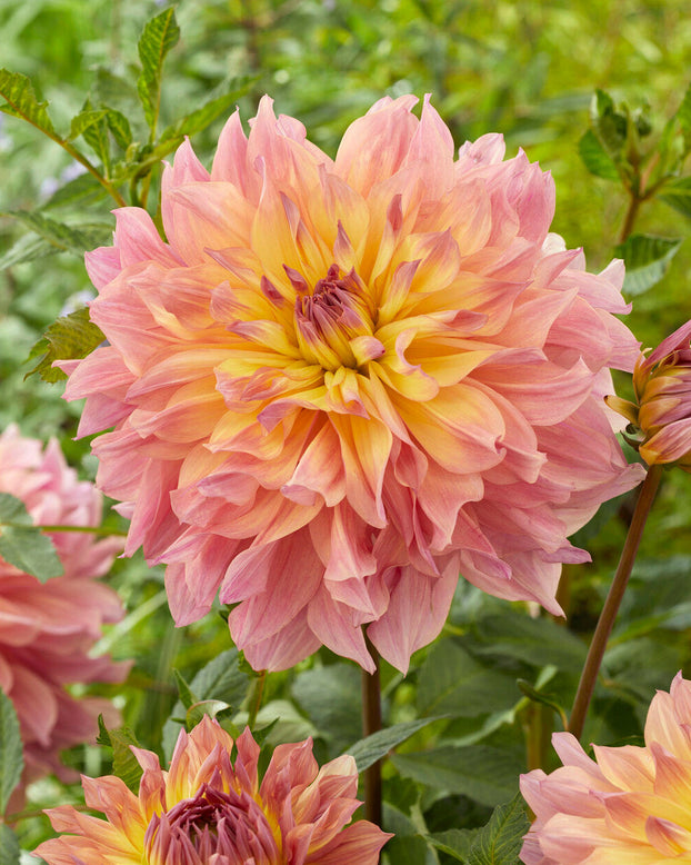 Dahlia 'Paso Doble Dancer'