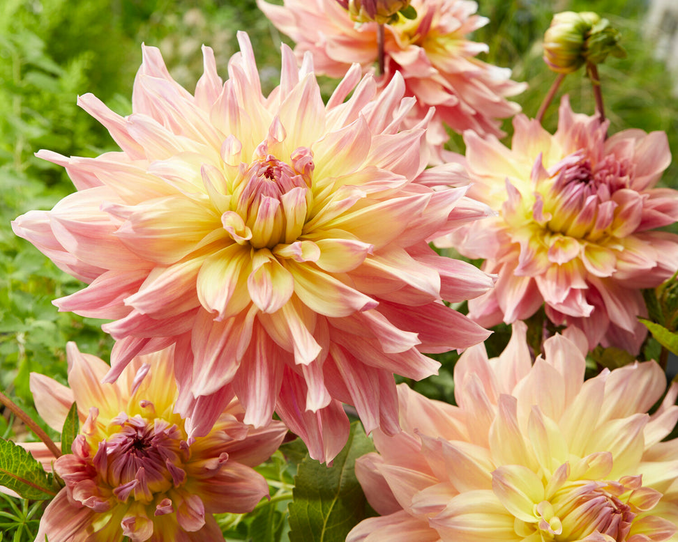 Dahlia 'Paso Doble Dancer'