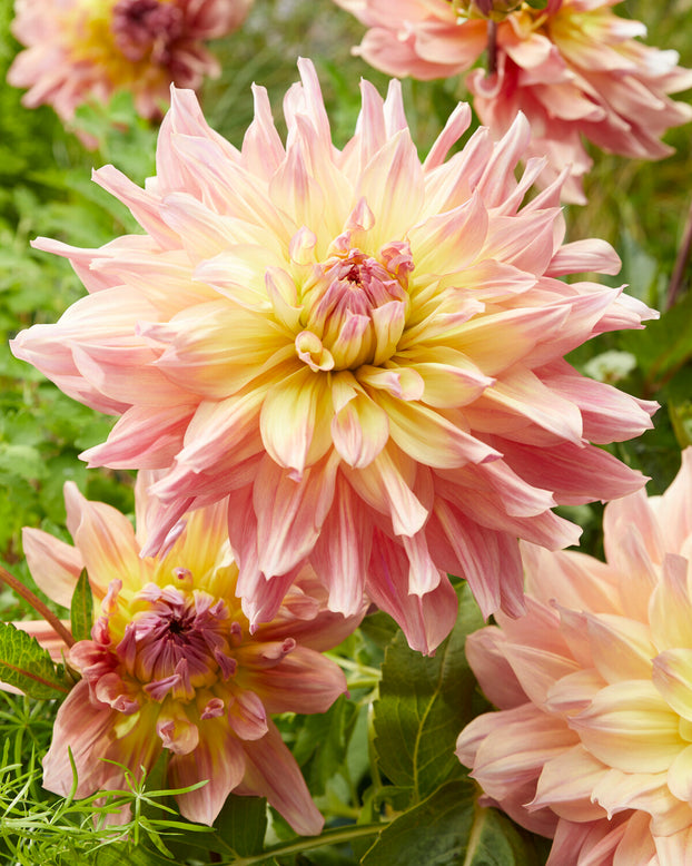 Dahlia 'Paso Doble Dancer'