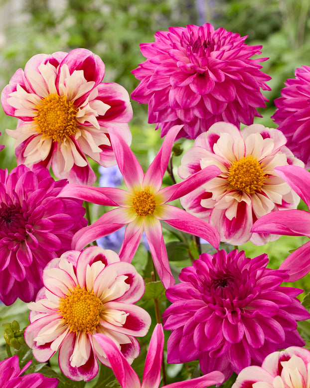 Dahlia collection 'Pink Fandango'