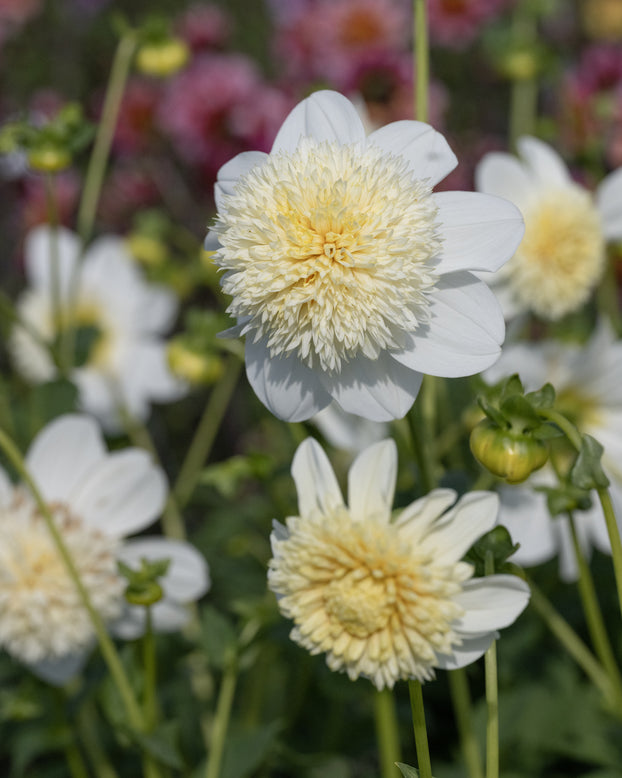 Dahlia 'Platinum Blonde'