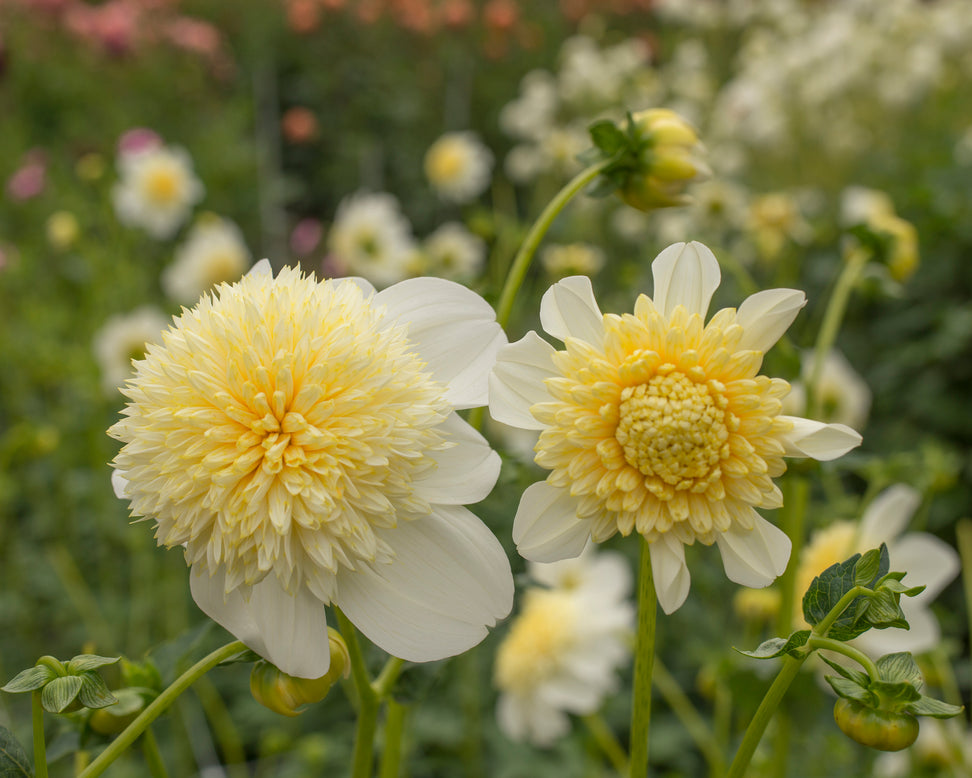 Dahlia 'Platinum Blonde'