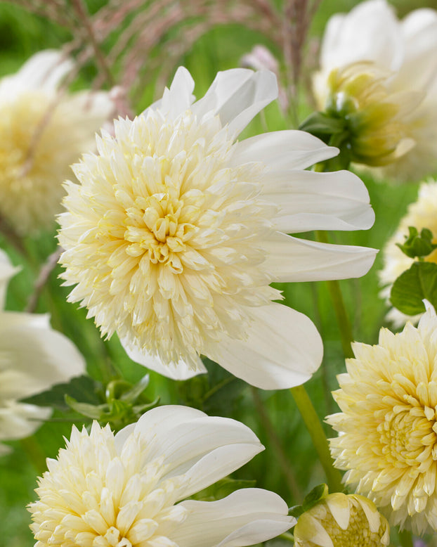Dahlia 'Platinum Blonde'