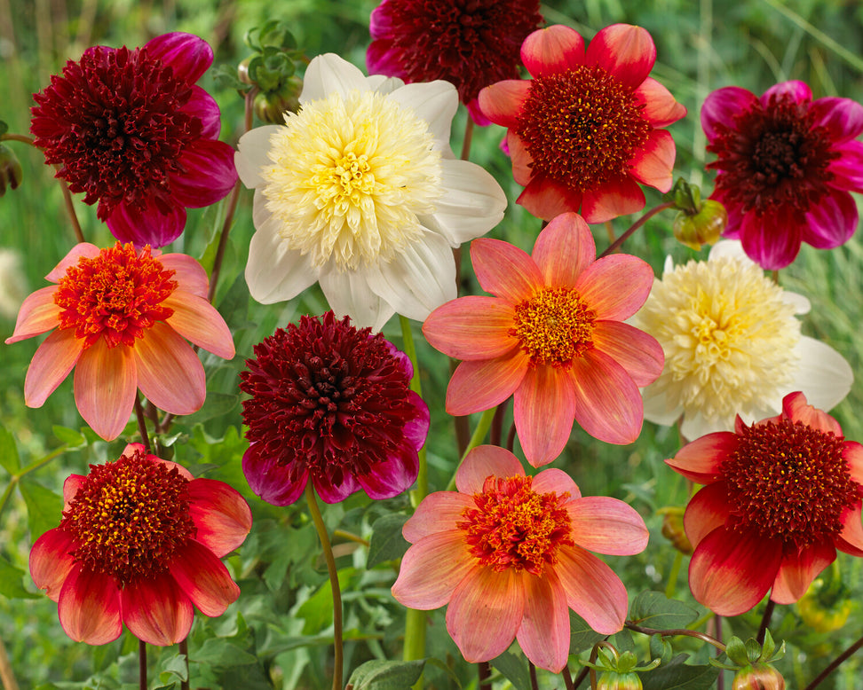 Dahlia 'Platinum Blonde'
