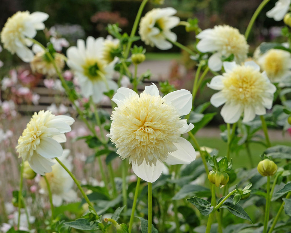Dahlia 'Platinum Blonde'