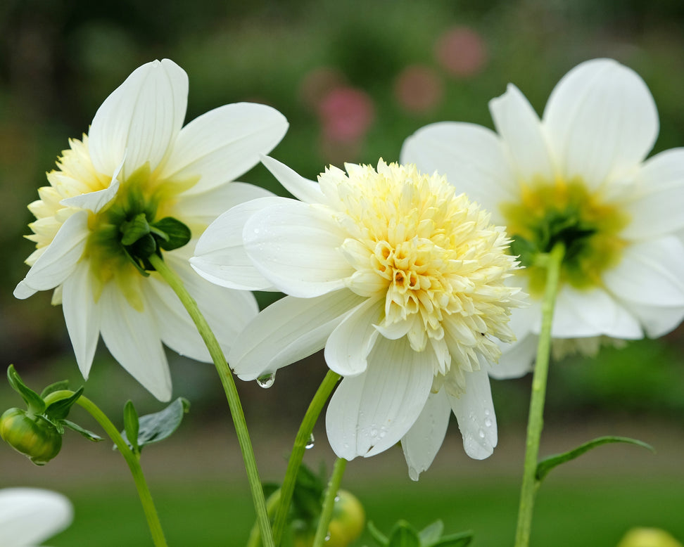 Dahlia 'Platinum Blonde'