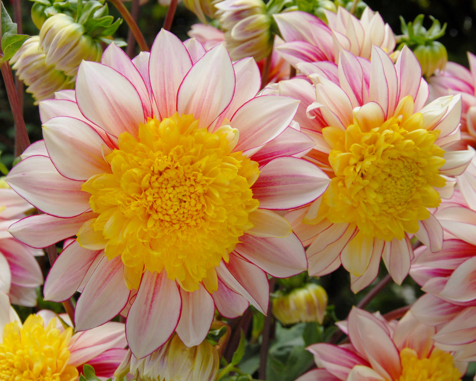 Dahlia 'Polka'