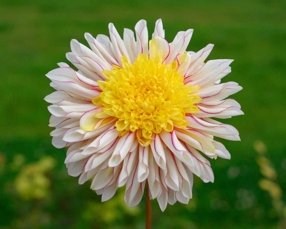 Dahlia 'Polka'