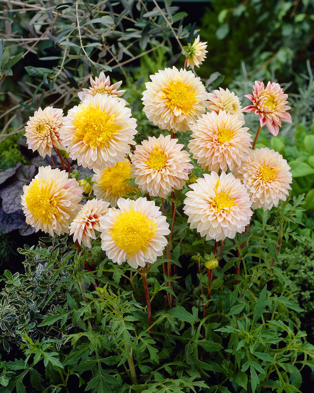 Dahlia 'Polka'