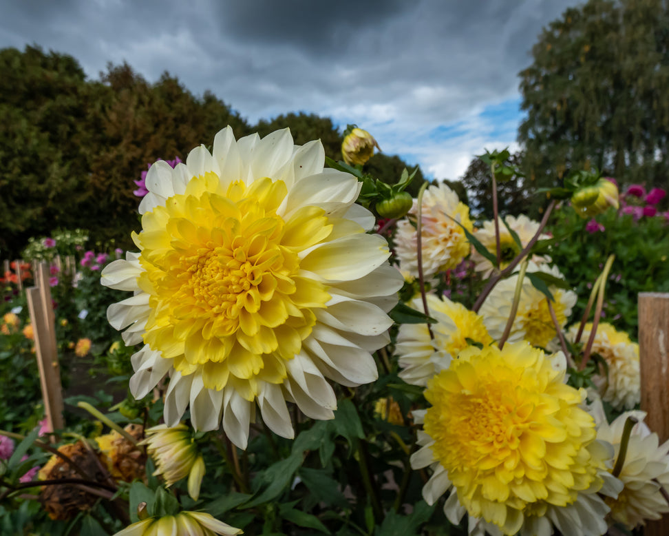 Dahlia 'Polka'