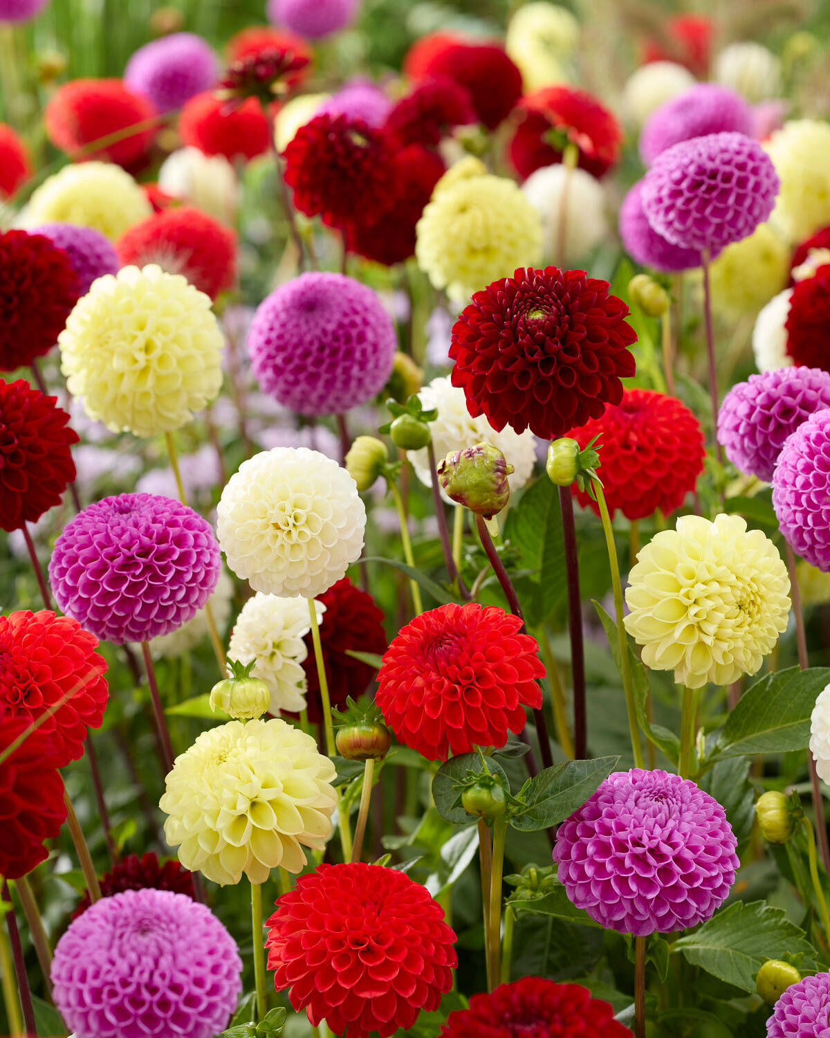 Dahlia pompon mixed