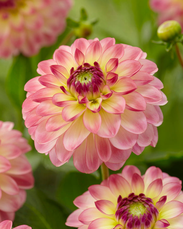 Dahlia 'Pure Happiness'
