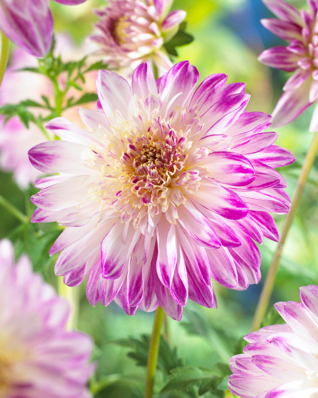 Dahlia 'Que Sera'