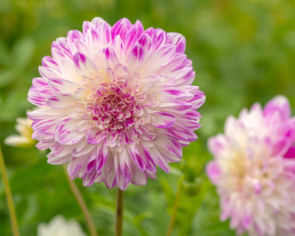 Dahlia 'Que Sera'