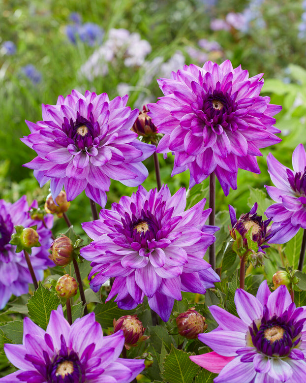 Dahlia 'Ravelli'